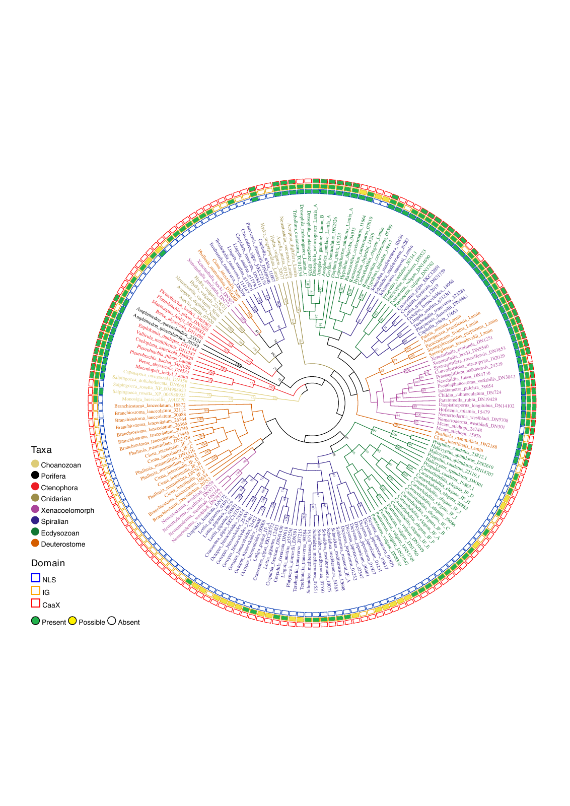 Phylogenetic tree