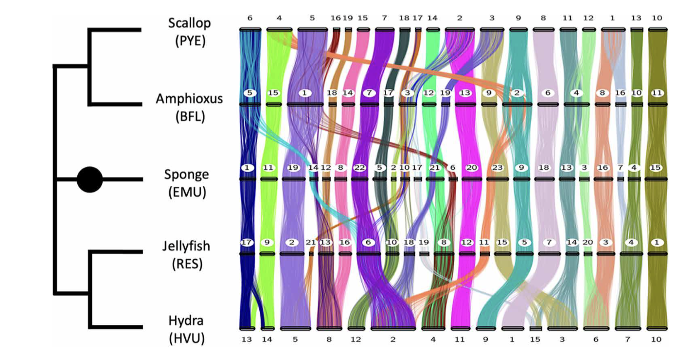 Comparative synteny visualization
