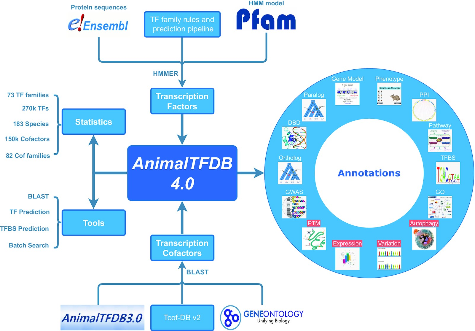 AnimalTFDB 4.0 authors' diagram of TF and transcriptional-cofactor prediction and annotation