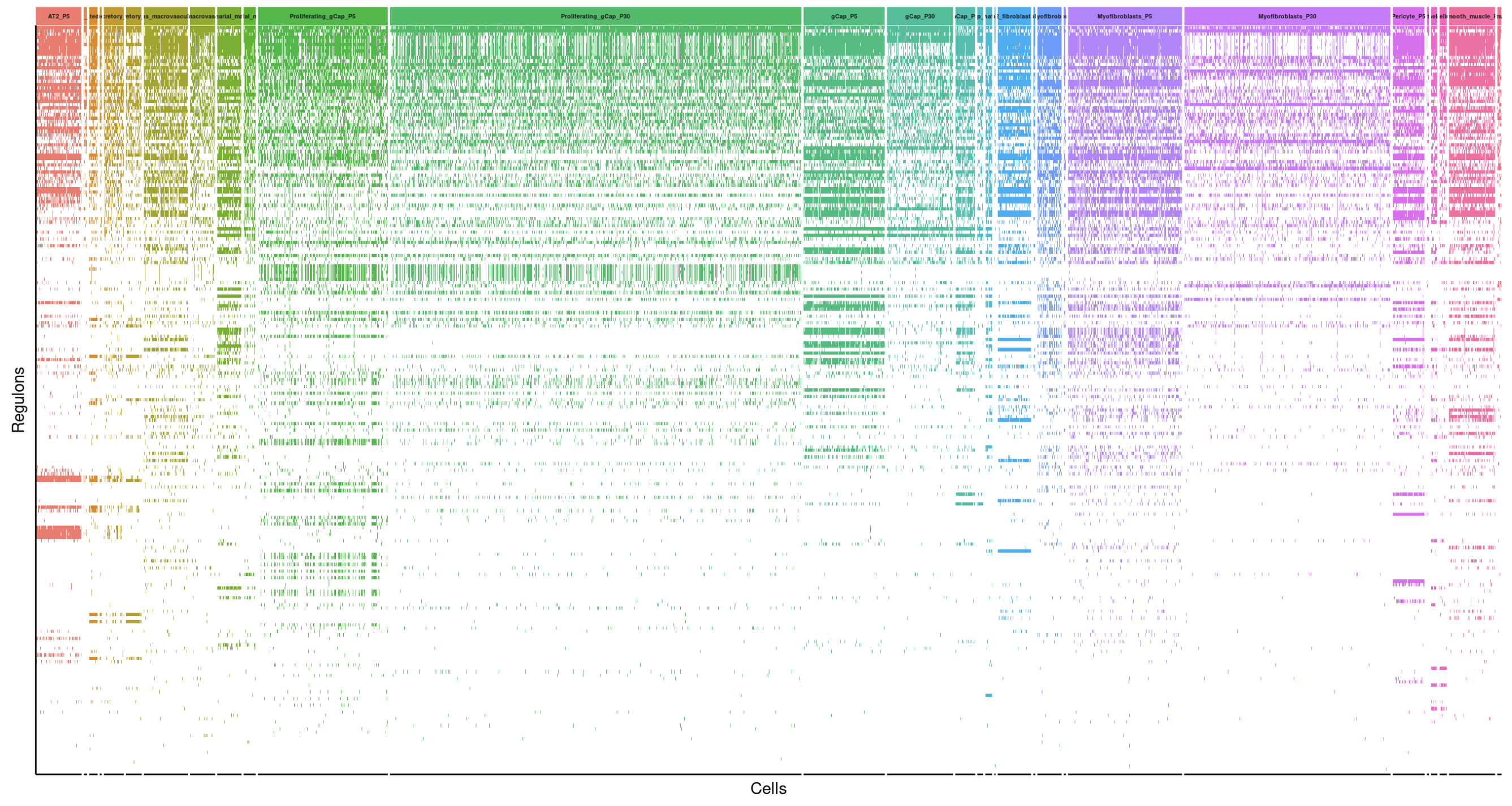 Gene order is determined by the number of cells expressing regulons